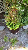 Full front view of the glazed ceramic garden pot with plant, showing purplish-brown pot, elongated multi-colored leaves, smaller green base plants, and surrounding gravel ground.