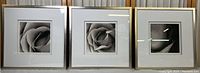 Three silver-tone framed black-and-white close-up flower photography prints arranged side by side, showing dimensions relative to each other.