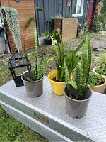 Three potted plants and a hanging green planter on metal surface outdoors. Two are snake plants in brown pots and one is a clivia in a yellow pot with broad green leaves. The lantern-shaped hanging planter contains a trailing plant.