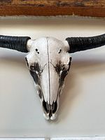 Close-up of steer skull front showing bone and black shading details on horns and face.