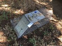 Side view of wire live animal trap cage sitting on grass showing metal door, wire mesh construction, and top handle.