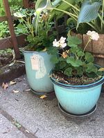 Photo of two blue ceramic planter pots with green leafy plants and moss, placed on concrete outdoors
