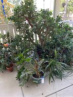 Wide view of several large potted plants including large succulents and other houseplants grouped together.
