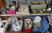 Six boxes of various seashells including large conch, abalone, sea urchins, starfish