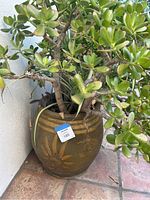 Side view showing large jade plant with thick green leaves in brown ceramic planter featuring yellow decorative patterns and glazed finish.