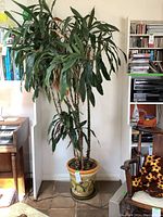 Full view of the 96 inch tall plant in the ceramic planter showing multiple green stalks and leaves with detailed pattern on the planter.