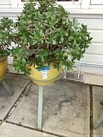 Full view of the large ceramic planter with yellow glaze on metal stand holding a green succulent plant.