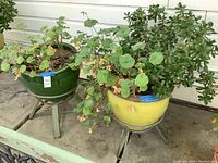 Two large heavy ceramic planters with plants on metal tripod stands, positioned on a concrete surface outdoors.