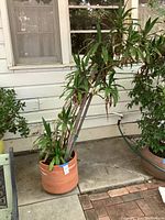Full view of tall plant in terracotta pot outside next to house wall