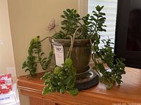 Full view of the jade plant with visible leaves and pot, placed on a wooden surface, showing tags and surroundings.