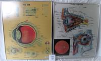 Photo showing both framed medical eye anatomy charts side by side on a white background. The charts have detailed colored anatomical illustrations and text labels covering the eye structure and the eye in the orbit.