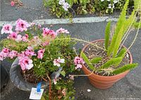 Photo of flowering geranium and fern plant together showing identification tag and overall plant condition.