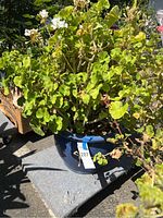 Geranium plant with green foliage and some white flowers in a deep blue glazed ceramic pot, shown on outdoor surface.