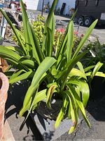 Full view of the large Agapanthus plant with green leaves in the plastic pot, showing plant size and health.