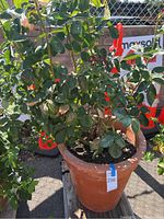 Full view of the rosebush planted in a large clay pot showing plant size and overall appearance.