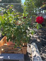 View of red rosebush with a single red bloom and green foliage, potted in a round clay pot placed in a cardboard box.