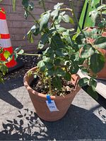 Photo of live rosebush plant in terracotta clay planter outdoors with visible leaves, stems, and soil. Plant ID tag number 296 attached to planter.