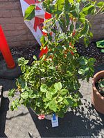 Full view of green rosebush plant with leaves and a few wilting flowers in plastic pot outdoors on paved ground with signage in background.
