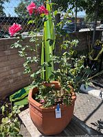 Tall pink rosebush growing in a large terracotta pot with Greek key pattern, placed outdoors on a wooden surface.