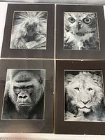 Four black and white animal portrait photos in floating frames, including porcupine, owl, gorilla, and lion.
