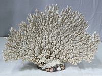 Front view of large, white coral cluster mounted on a shell-adorned base, showing full display.