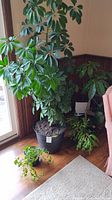 Photo showing four potted plants including a tall Schefflera, medium green-leafed plant, trailing ivy plant and Christmas cactus.