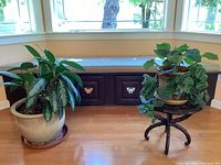 Wide photo showing two plants: one large variegated plant in ceramic pot on floor; one smaller hanging plant with spotted leaves in ceramic pot on stand
