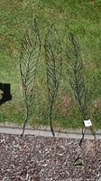 Trio of black wireframe metal feather/leaf decor pieces laid on grass, showing detailed linear design and size.