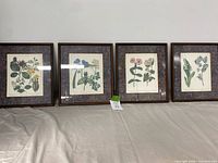 Front view of the four framed botanical prints lined up