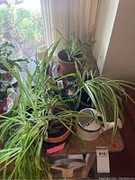 Multiple live green spider plants with long slender leaves in terracotta pots on wooden shelf near window. Includes a white ceramic watering can with blue pattern.