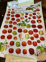Colorful botanical poster illustrating many varieties of apples from Eastern North America, each labeled with variety names, laid flat with the poster tube visible at the top left corner.