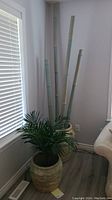 View of the sugar cane stalks and fern planter pots placed in corner near window and couch, showing scale and size.