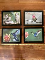 Top-down view of the set of four hummingbird photo prints framed in black with plexiglass, laid out on wooden floor with tape measure for size reference.