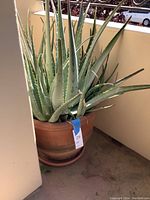Image showing the full aloe vera plant with thick green leaves radiating from the center and placed in a terracotta pot with saucer.