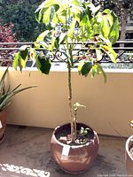 Full view of the potted tree plant in a round ceramic planter on a balcony, showing the whole plant and planter.