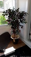 Full view of the artificial Ficus Benjamina plant placed beside a window in a dark ceramic pot on a wooden surface.