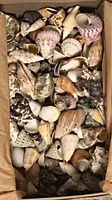 Top-down view of half full shoe box revealing a variety of natural seashells packed together, showing different shapes and colors with brown paper wrapping inside the box.