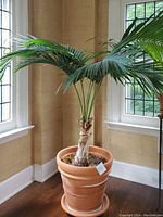 Full front view of palm plant in pot