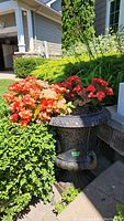 Front view of dark gray cast iron urn planter filled with red-orange wax begonias, set beside outdoor greenery.
