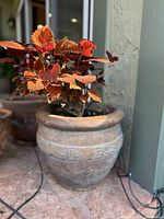 Planter with coleus plant showing plant and planter from front left angle