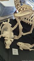 View showing dog skeleton standing beside piglet and piranha skeletons on black surface with tag.
