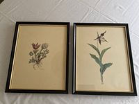 Two framed floral prints placed side by side on a white fabric surface; prints show detailed botanical illustrations.
