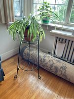 Green iron 2-shelf plant stand holding a spider plant with long green and white striped leaves. Sunlight coming in from nearby windows and a rolled carpet on the floor is visible.