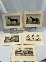 Five hand coloured prints arranged flat showing two horse prints on small easels, three prints laid flat including fish and birds of prey prints.