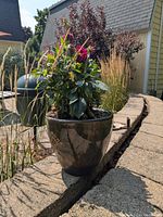Side view of one pot plant, showing glossy green ceramic pot with decorative emblem and pink blooming flowers
