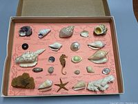 Full view of the nautical shells display card with all shells and marine specimens labeled and mounted on a pink board.