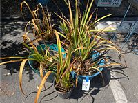 Five orchid plants in plastic pots with some leaves dried and yellowed, placed outside on asphalt.