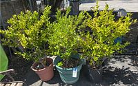 Photo showing three large Wax Leaf Privet plants in three different plastic pots set outdoors on pavement with sunlight and shadows.