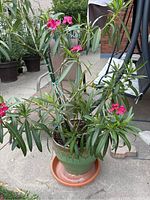 Full view of the oleander plant with pink flowers potted in a green ceramic pot with a terracotta saucer