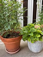 Wide view showing both plants side by side, elderberry in terracotta pot and hydrangea in gray pot.